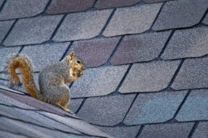 a squirrel on the roof